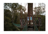 Canopy walkway in the rainforest