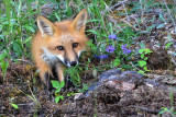 Renard roux
