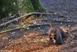 Red squirrel 