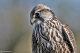 Falco lanario-Falco biarmicus 