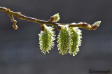 Salix caprea