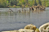 Ticino river in Turbigo