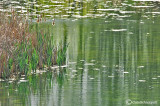 Reflection