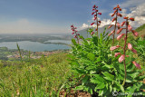 Fiori di Frassinella e panorama dal monte Barro