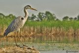 Grey Heron 