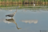 Grey Heron 