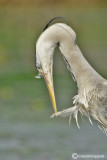 Grey Heron 