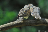 Turtle dove (Tortora)