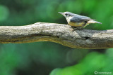 Eurasian nuthatch (Picchio muratore)