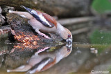 Hawfinch (Frosone)