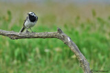 White wagtail (Ballerina bianca)