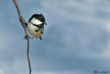 Poecile montanus-Cincia alpestre