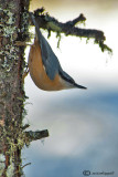 Eurasian nuthatch-Picchio muratore