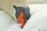 Mute swan-Cigno reale 