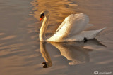 Mute swan-Cigno reale 