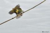 Common chiffchaff-Lui piccolo 