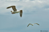 Herring gull