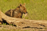 Golden jackal