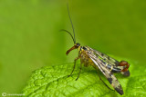 Panorpa communis (male)