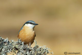 Eurasian nuthatch-Picchio muratore