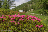 Fioritura di Rododendri a Li Moregn