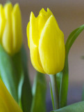 Tulip 4480.jpg