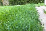 Grass 2644.jpg