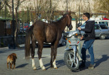 HorseBike 2517.jpg