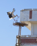 Stork 2266.jpg