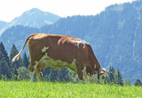 Cow 3135.jpg