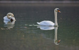 Swans 4229.jpg