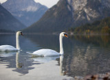 Swans 4244.jpg