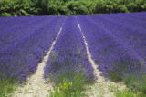 Lavender 6059.jpg