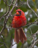 Male Cardinal 5327.jpg