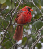 Male Cardinal 5328.jpg