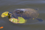 Turtle 6250.jpg