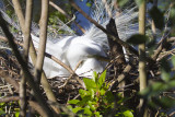 Egret Nest 6547.jpg