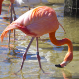 Flamingo 6616.jpg