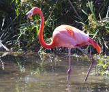Flamingo 6620.jpg
