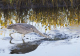 Heron Strike 6653.jpg