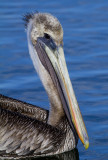 Pelican Portrait 6884.jpg