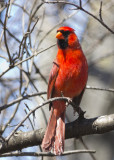 Cardinal 7142.jpg