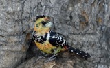 TJ_Botswana_07465.JPG