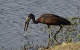 TJ_Botswana_07599.JPG