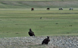 Mongolie - Chevaux