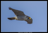 Peregrine Fly-by