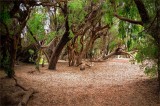 Ellwood Mesa Forest
