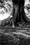 Moreton Bay Fig