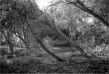 Beach Trees