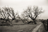 The Vineyard in the Rain